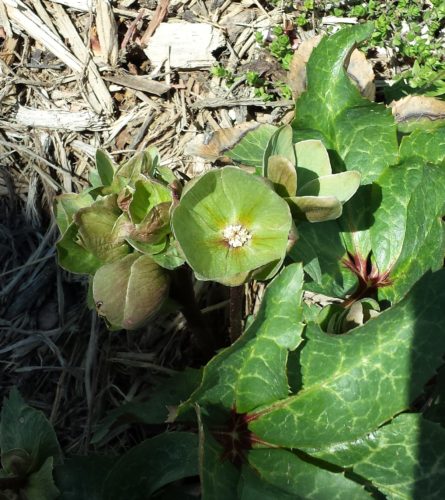 My Hellebore Survived