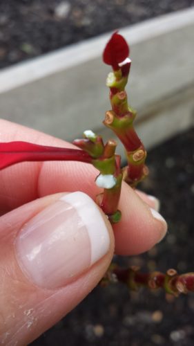 Proposal Poinsettia