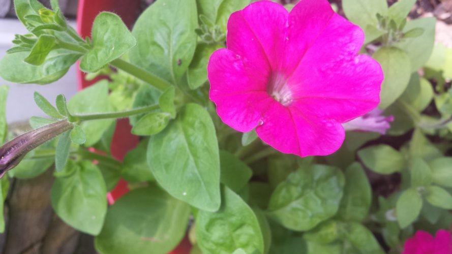 The Great Responsibility Of A Gardener