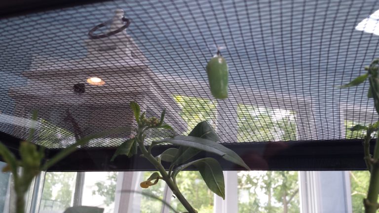 What Do Musicians, Monarchs, And Manuscripts Have In Common?