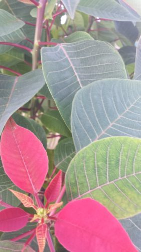 Poinsettias and A Thanksgiving That Feels Like Christmas